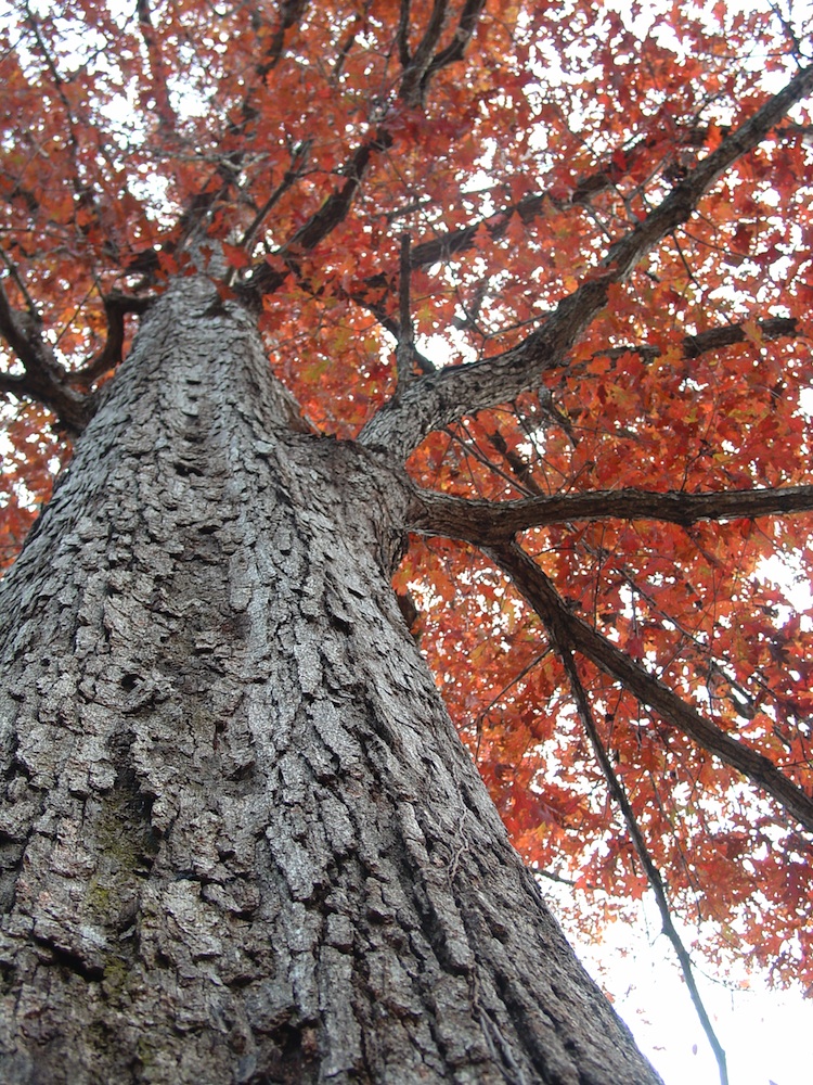 Quercus alba in the Fall